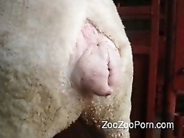 Horse Fucker