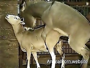 Store zoo
