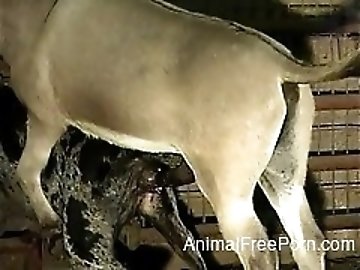 Horse Fuck Girl