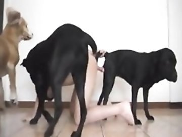 Rare zoo Porn